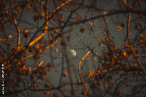 A serene night scene features a glowing crescent moon partially obscured by bare tree branches, illuminated against a dark, textured sky with hints of orange from nearby foliage. photo