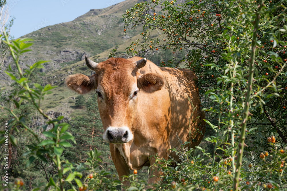 cow on a meadow cow on a meadow