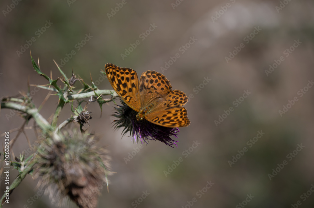 Obraz premium butterfly on a flower
