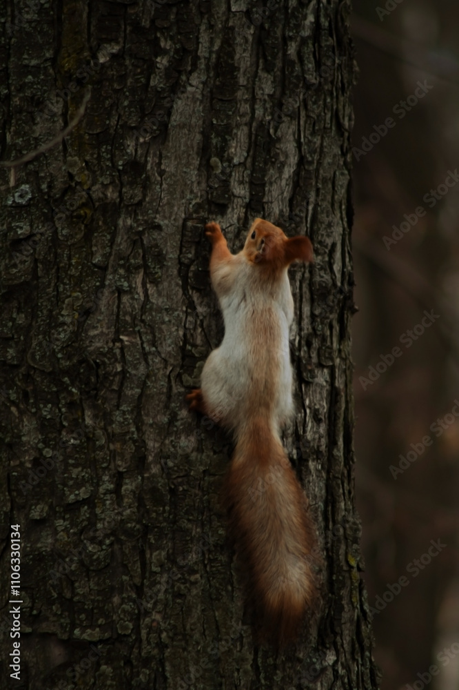 A squirrel with a fluffy, bushy tail climbs a textured tree trunk. Its fur blends shades of brown and white, showcasing its agility against a blurred background of a building.