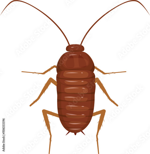 Cockroach illustration. Cockroach life cycle.