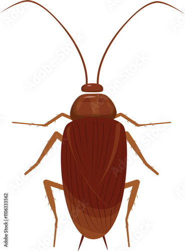Cockroach illustration. Cockroach life cycle.