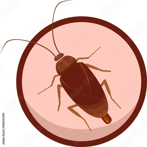 Cockroach illustration. Cockroach life cycle.