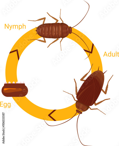 Cockroach illustration. Cockroach life cycle.