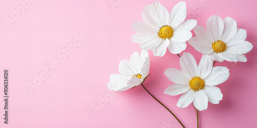 Elegant white cosmos flowers on pink background for romantic and festive occasions, ideal for valentines day, weddings, invitations, and nature-themed designs