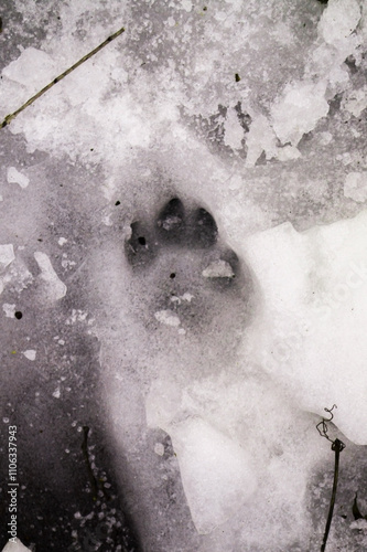 A close-up view of a paw print imprinted in icy ground, surrounded by white, cracked ice and scattered ice shards, showcasing the detailed shape and characteristics of the print. photo