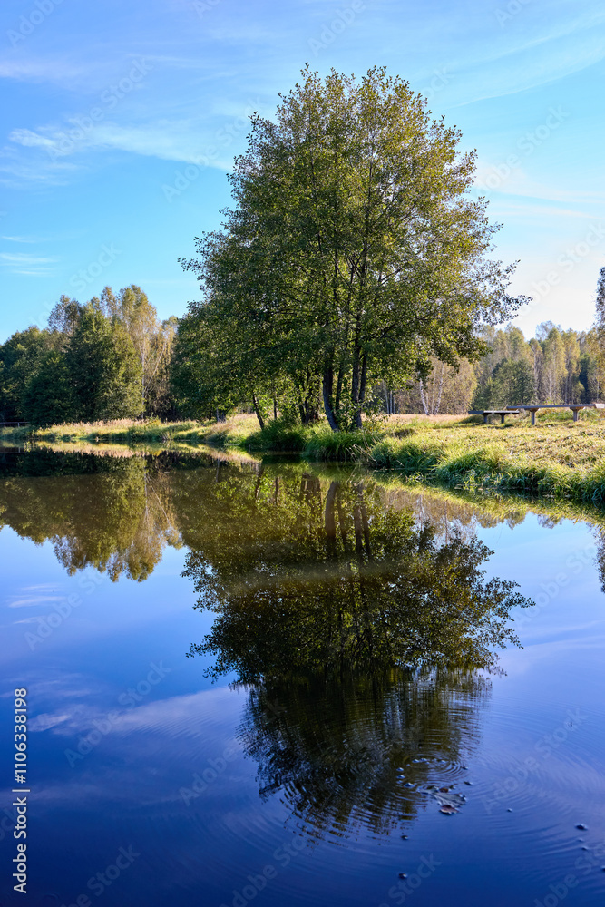Tranquil Forest Lake with Fallen Trees Reflection Tranquil Forest Lake with Fallen Trees Reflection