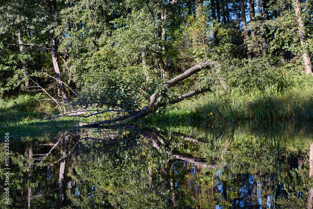 Obraz premium Tranquil Forest Lake with Fallen Trees Reflection