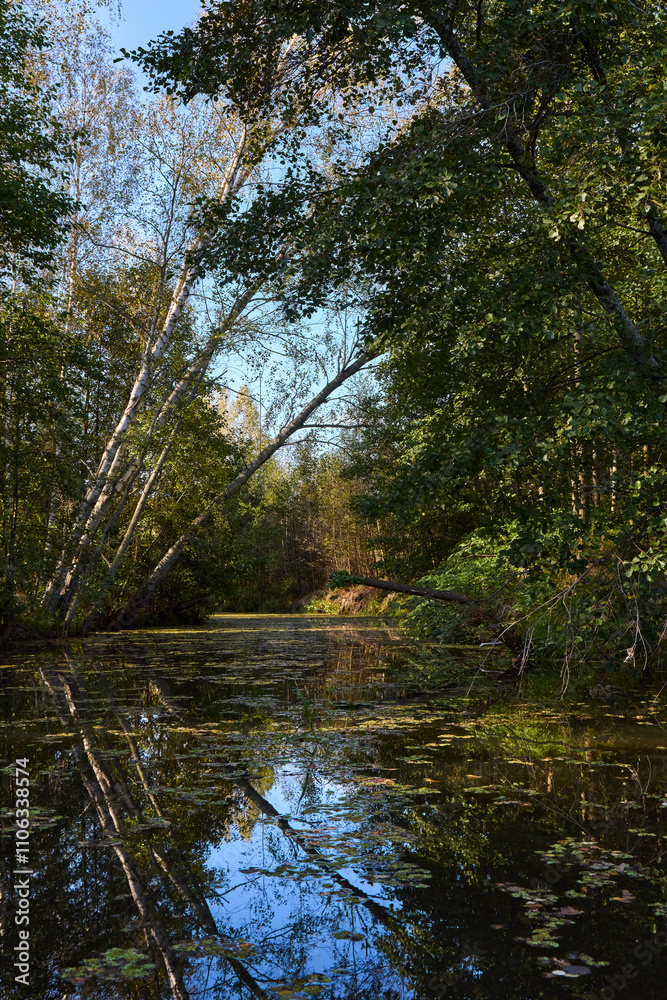 Tranquil Reflections: Trees Mirrored in River Waters Tranquil Reflections: Trees Mirrored in River Waters