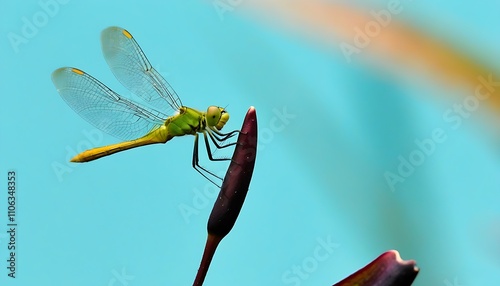 Dragonfly Perched on Blooming Flower, Nature's Charm Unveiled photo