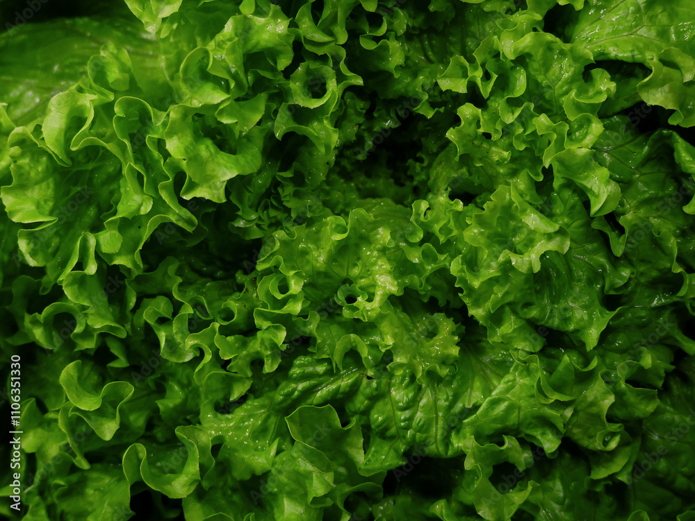 Green salad lettuce leaves top view close up. Fresh organic farm vegetable, cooking and culinary concept Green salad lettuce leaves top view close up. Fresh organic farm vegetable, cooking and culinary concept