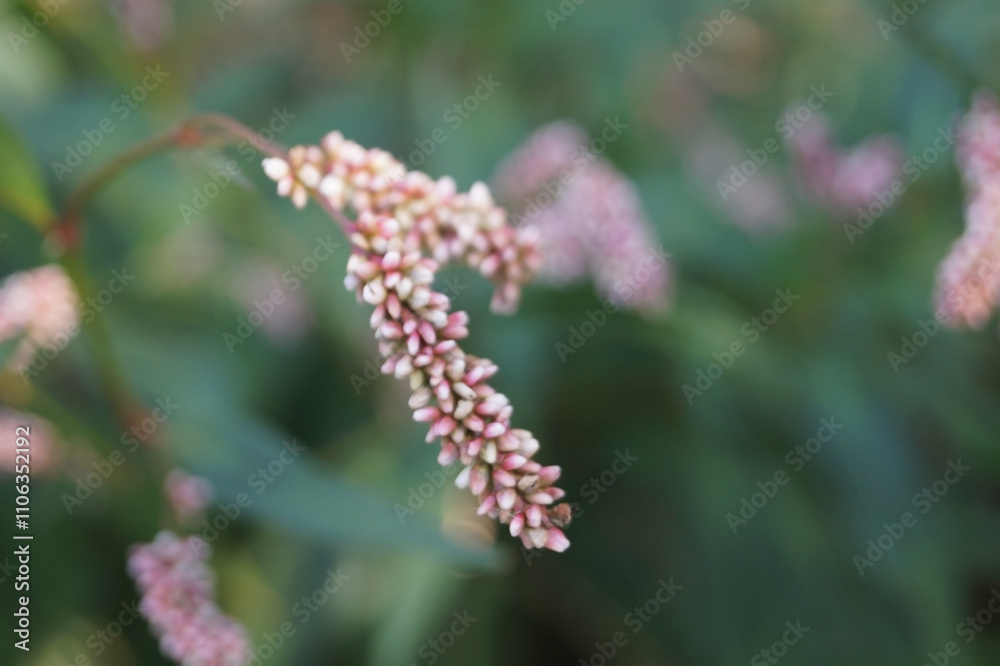 delicate pinkish flowers hanging gracefully from slender stems, surrounded by lush green foliage, creating a serene and vibrant natural scene delicate pinkish flowers hanging gracefully from slender stems, surrounded by lush green foliage, creating a serene and vibrant natural scene