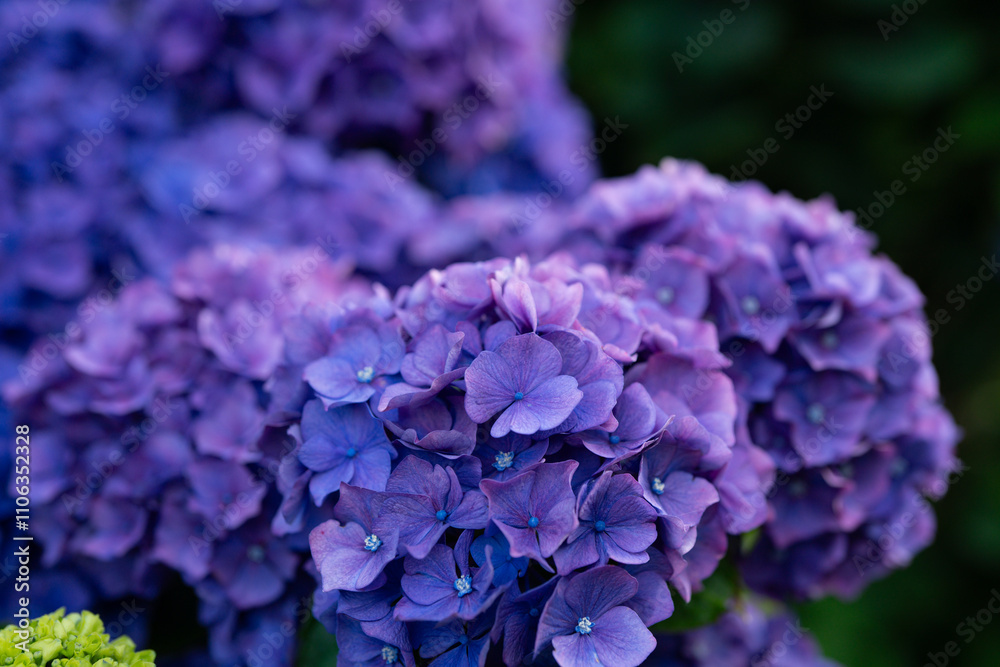 Flower in bloom. Flowers in bloom. Hydrangeas blooming in garden. Hydrangea or Hortensia flower. Hydrangea flowers. bush of hydrangea. Natural background. Floral background. Flower in bloom. Flowers in bloom. Hydrangeas blooming in garden. Hydrangea or Hortensia flower. Hydrangea flowers. bush of hydrangea. Natural background. Floral background.