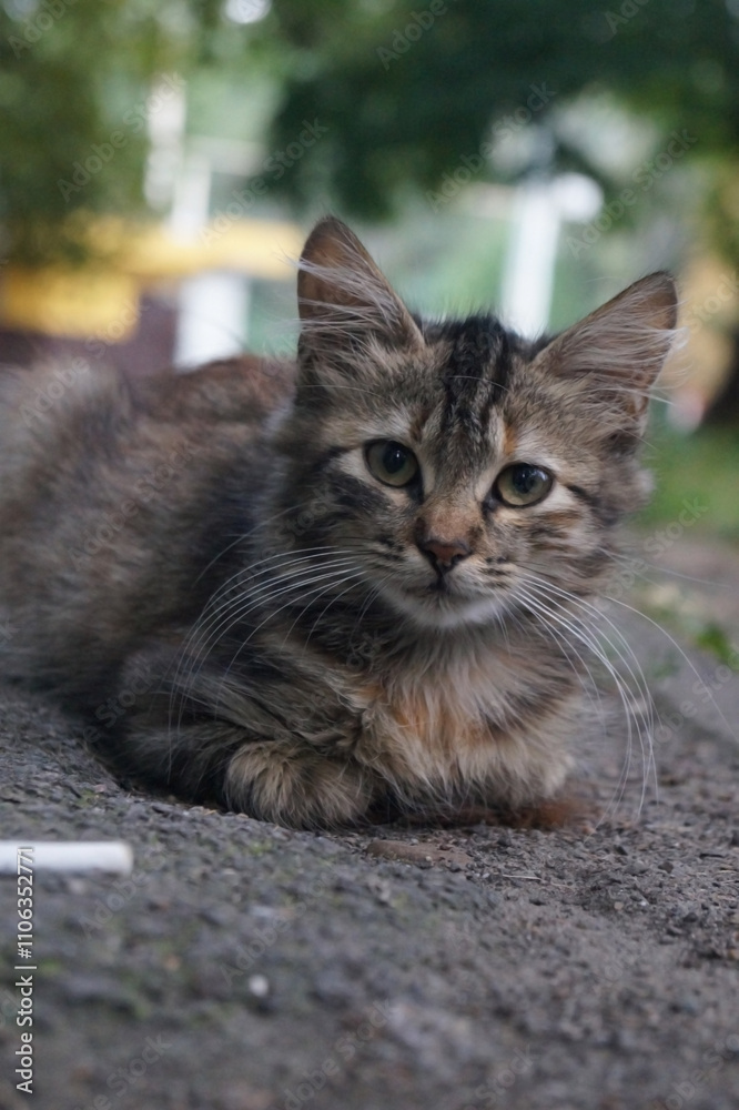 A fluffy, tabby kitten lies on gravel, with piercing green eyes and prominent whiskers. The background is blurred with greenery, creating a serene, natural atmosphere. A fluffy, tabby kitten lies on gravel, with piercing green eyes and prominent whiskers. The background is blurred with greenery, creating a serene, natural atmosphere.