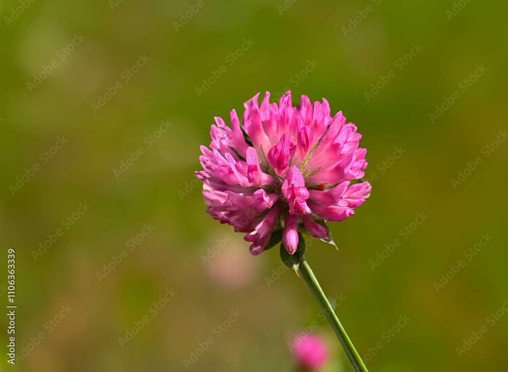 Obraz premium Clover flowers isolated on green background. Red clover (Latin Trifolium pratense) is a plant of the genus Clover (Trifolium). Red clover purple flowers close-up detailed shot. Copy space. 