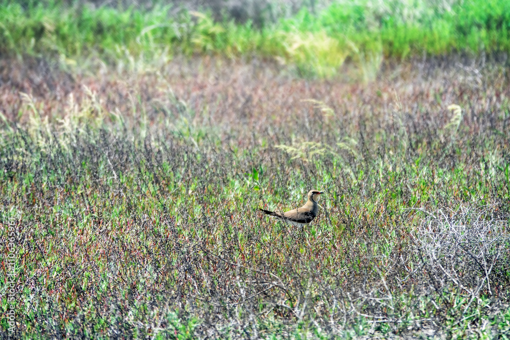 Obraz premium Red-winged pratincole, collared pratincole (Glareola pratincola) sits on a salt flat among Salsola