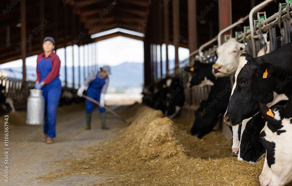 Portraif of young caucasian woman dairy farm worker carrying metal milk can in cowshed