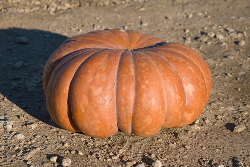 A large orange pumpkin on a concrete slab.