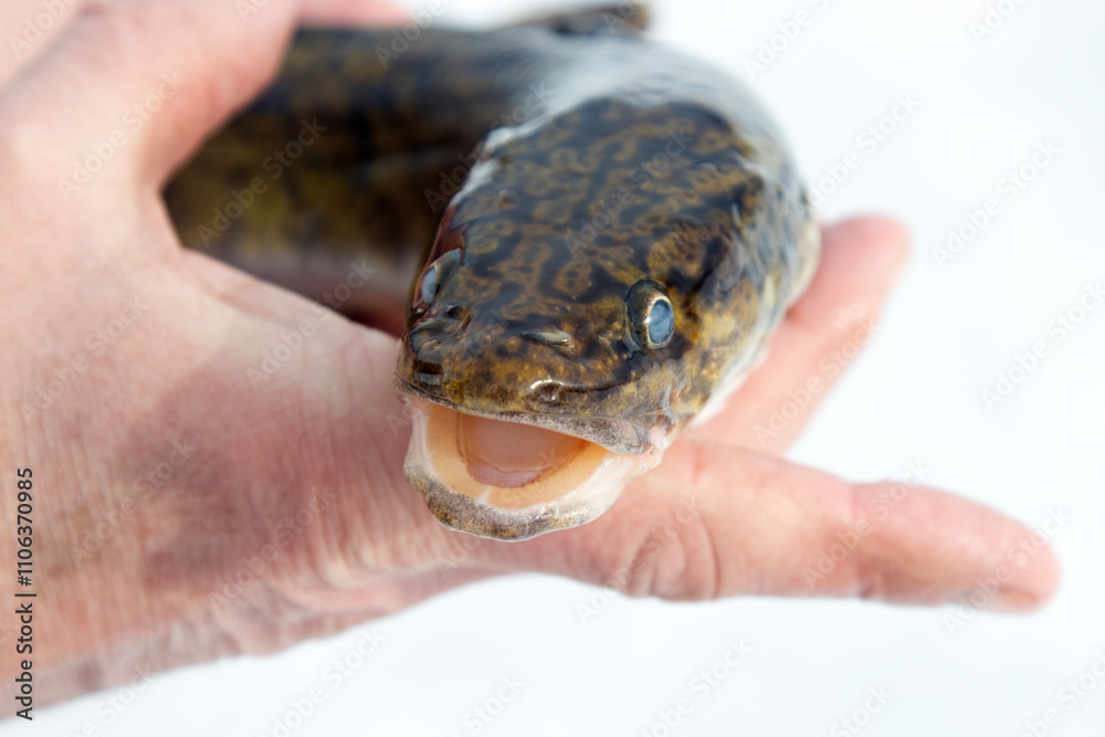 Fototapeta premium Burbot, eelpout (Lota lota). A cold-loving stunted fish without scales as slippery as an eel, resembling a snake, scavenger. Biblical forbidden food. Isolated on white from different angles, in hands