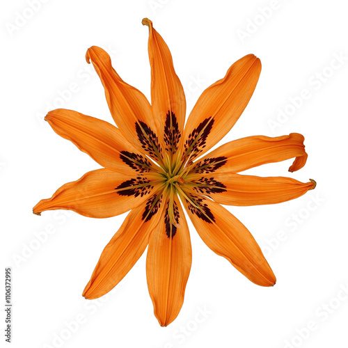 Vibrant orange tiger lily with long petals on neutral surface