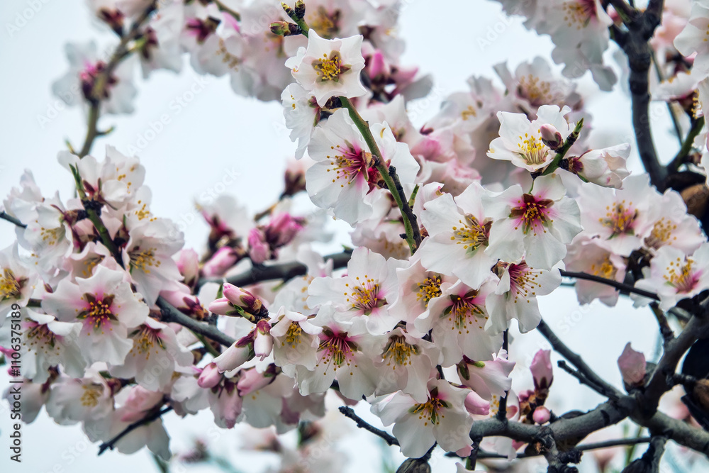 February bitter almond (Amygdalus communis) blossom, new pink flowers strewn the tree. Last year's fruits were preserved on the flowering branches. Symbol of virginity, purity and divinity art February bitter almond (Amygdalus communis) blossom, new pink flowers strewn the tree. Last year's fruits were preserved on the flowering branches. Symbol of virginity, purity and divinity art