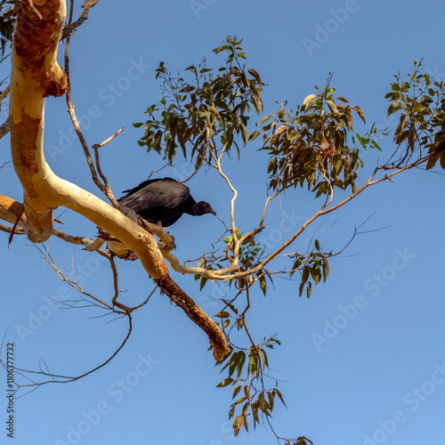 Vulture on a tree branch, black and white, Guatape, Colombia. photo