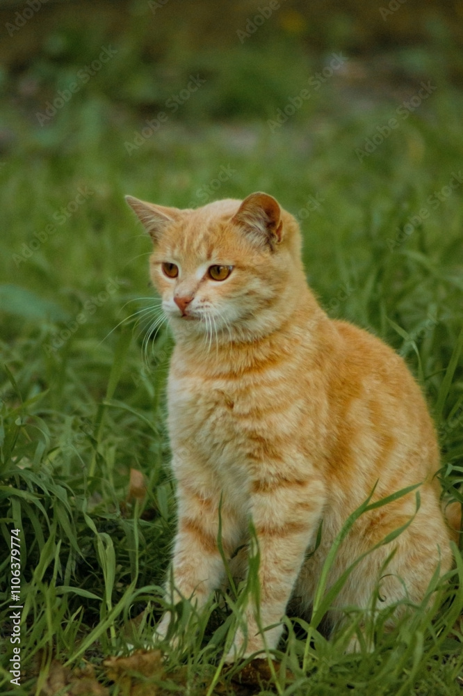 A curious orange tabby cat stands amidst tall green grass, its fur patterned with striking stripes. It seems to be gazing intently, ears perked up, enhancing its alert demeanor. A curious orange tabby cat stands amidst tall green grass, its fur patterned with striking stripes. It seems to be gazing intently, ears perked up, enhancing its alert demeanor.