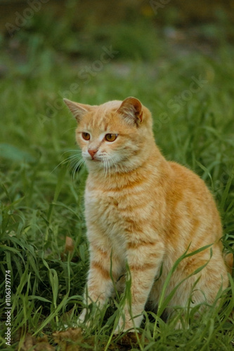 A curious orange tabby cat stands amidst tall green grass, its fur patterned with striking stripes. It seems to be gazing intently, ears perked up, enhancing its alert demeanor.