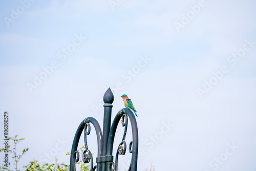 Abyssinian roller (Coracias abyssinicus) in Abu Dhabi at winter photo