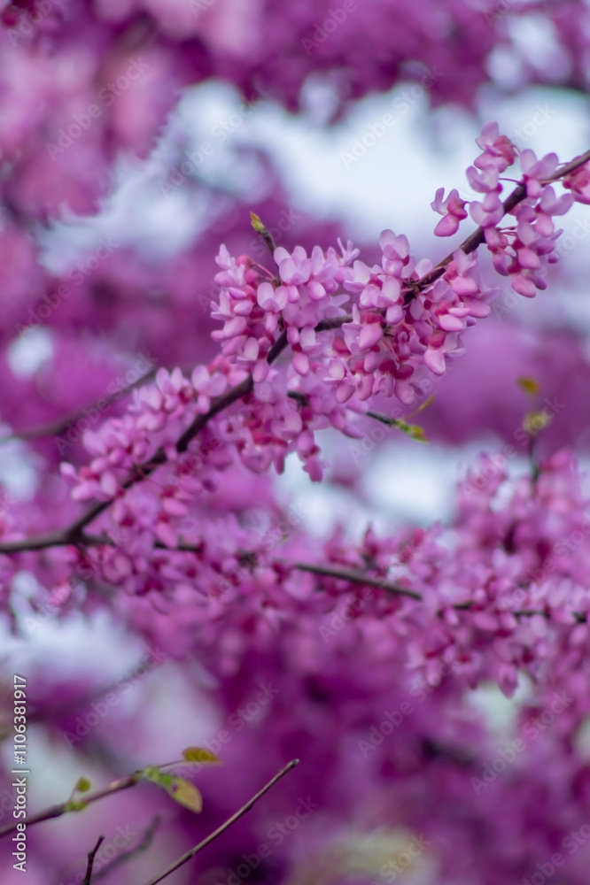 A close-up of delicate pink flowers blooms vibrantly against a blurred purple backdrop, showcasing intricate petals and budding leaves in soft focus and natural light. A close-up of delicate pink flowers blooms vibrantly against a blurred purple backdrop, showcasing intricate petals and budding leaves in soft focus and natural light.