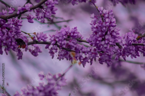 A close-up view of beautiful purple flowers blooming on a tree branch, delicate petals partially open, creating a stunning display against a soft, blurred background. photo