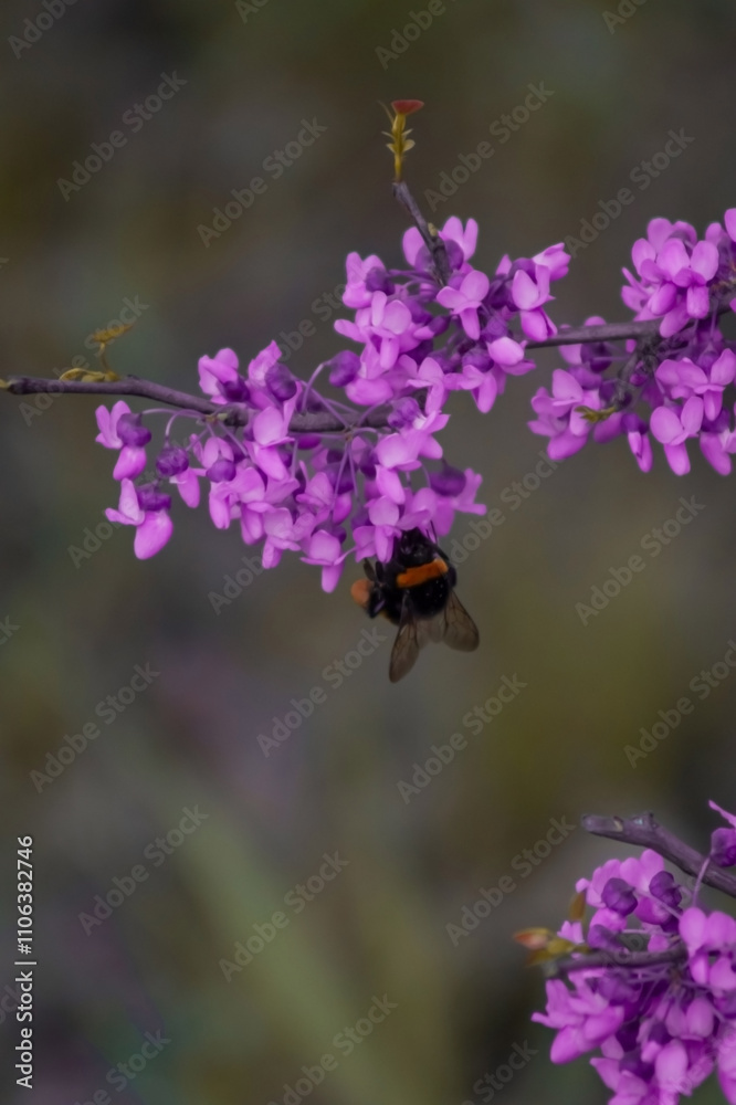 A close-up shows a bumblebee hovering near vibrant purple flowers. The delicate petals contrast beautifully with the bee's fuzzy, deep-set stripes, highlighting nature's intricate details A close-up shows a bumblebee hovering near vibrant purple flowers. The delicate petals contrast beautifully with the bee's fuzzy, deep-set stripes, highlighting nature's intricate details