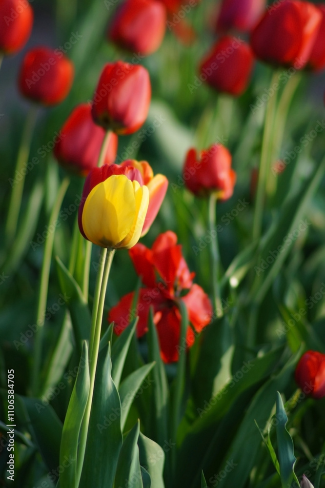 A vibrant field of tulips showcases a mix of bold red and a single bright yellow flower standing out amidst lush green leaves under warm sunlight, creating a stunning spring scene A vibrant field of tulips showcases a mix of bold red and a single bright yellow flower standing out amidst lush green leaves under warm sunlight, creating a stunning spring scene