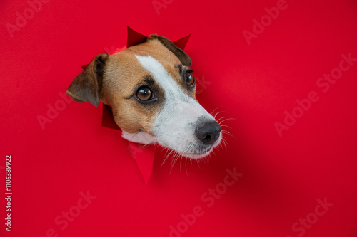 Funny Jack Russell Terrier dog sticks out through a red cardboard background. Copy space. 