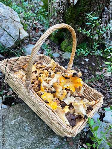 Panier de champignon de girolles fraichement ramassée dans un panier en osier suite à une cueillette  dans les bois de champignons sauvage jaune et blanc posé sur un rocher dans la foret  photo