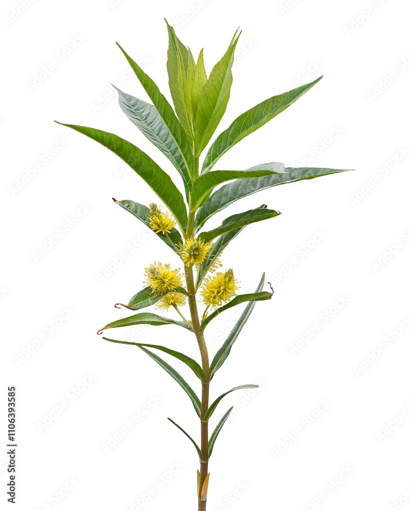 Naklejka premium Lysimachia thyrsiflora | Tufted Loosestrife | Native North American Wetland Wildflower Isolated on White Background
