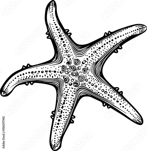 hand-drawn illustration of a starfish