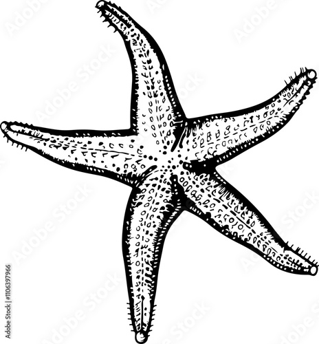 hand-drawn illustration of a starfish
