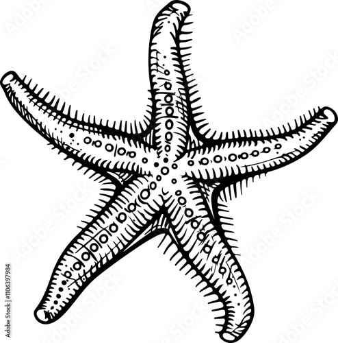 hand-drawn illustration of a starfish