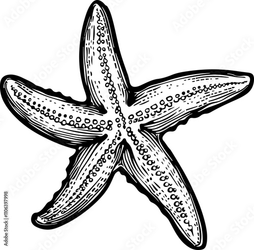 hand-drawn illustration of a starfish