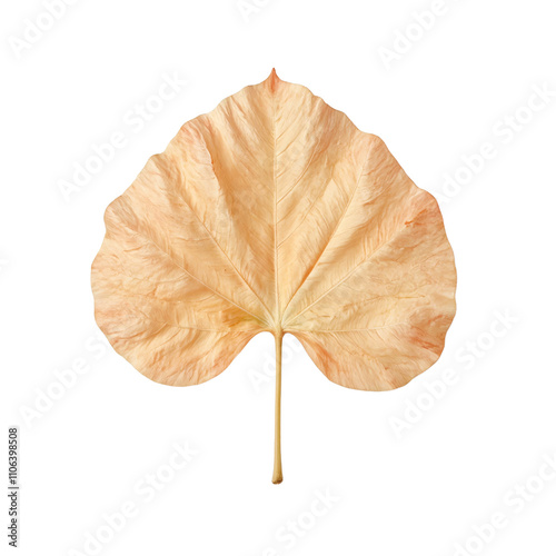 Close up of peach colored Chinese pistache tree leaf on white surface photo