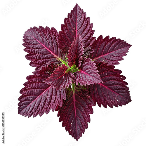 Vibrant purple red coleus leaf with jagged edges and faint green highlights photo