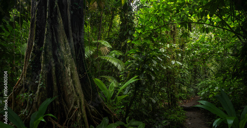 Fototapeta Naklejka Na Ścianę i Meble -  Rain forest in Central America