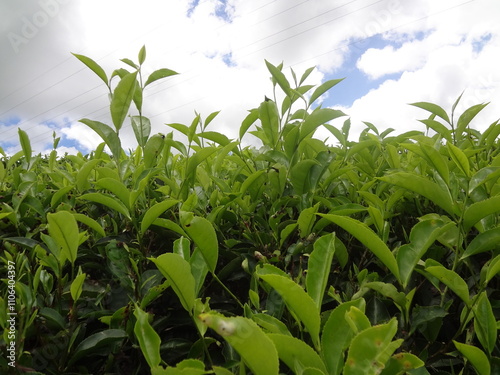 corn field in the summer