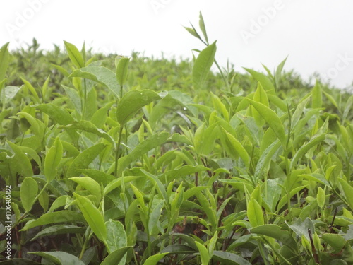 corn field in the morning