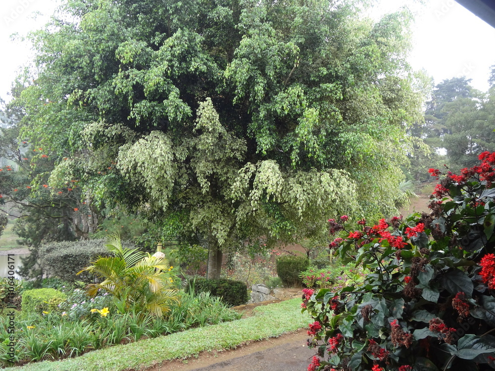 Obraz premium garden with flowers and trees