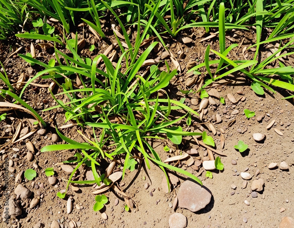 Mixed Grass and Dry Ground Landscape Mixed Grass and Dry Ground Landscape
