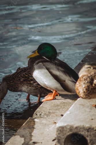 A male mallard duck with a striking green head stands near a female duck by the water's edge, their feathers glistening under soft sunlight, creating a serene lakeside scene. photo