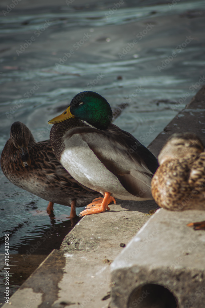 A male mallard duck with a striking green head stands near a female duck by the water's edge, their feathers glistening under soft sunlight, creating a serene lakeside scene. A male mallard duck with a striking green head stands near a female duck by the water's edge, their feathers glistening under soft sunlight, creating a serene lakeside scene.