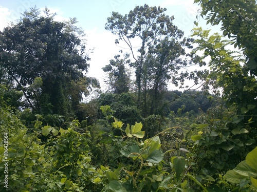 trees in the forest